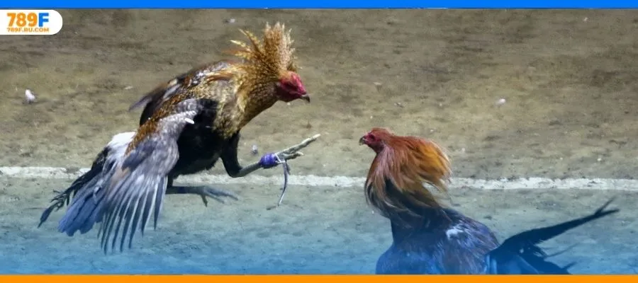 Đá Gà Cựa Dao – Trải Nghiệm Cá Cược Online Kịch Tính 5 Đá gà Thomo – Sân chơi gà chọi nổi tiếng bậc nhất hiện nay