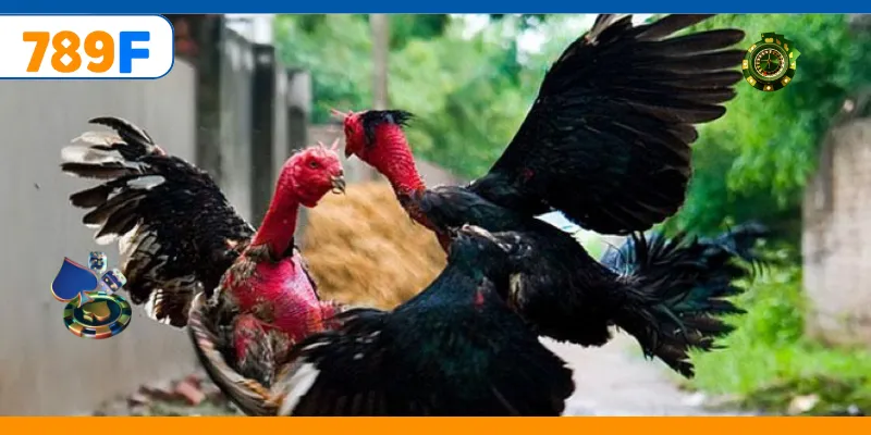 Gà Nòi – Trò Chơi Cá Cược Vô Cùng Kịch Tính Và Gay Cấn 3 Chiến kê mạnh mẽ tạo nên trận đấu kịch tính