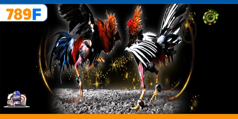 Đá Gà Cựa Dao – Trải Nghiệm Cá Cược Online Kịch Tính 6 Đá Gà Đòn Và Sức Hút Trong Loại Hình Cá Cược Trực Tuyến