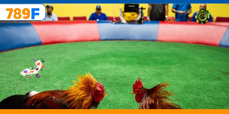 Gà Nòi – Trò Chơi Cá Cược Vô Cùng Kịch Tính Và Gay Cấn 4 Đặt cược đa dạng mang đến trải nghiệm hấp dẫn hơn