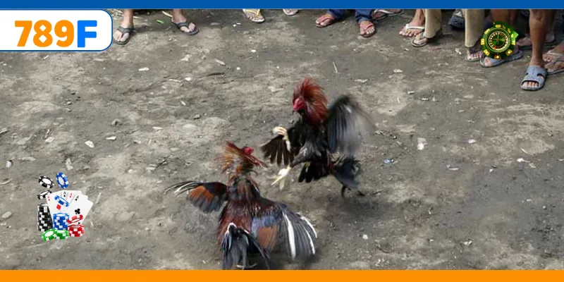Gà Nòi – Trò Chơi Cá Cược Vô Cùng Kịch Tính Và Gay Cấn 2 Trận đá gà đòn online kịch tính thu hút người chơi